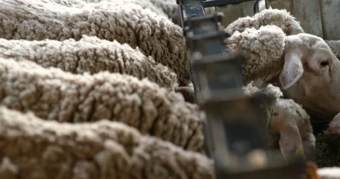 Sheeps on a Flock Farm 動画素材 197297216