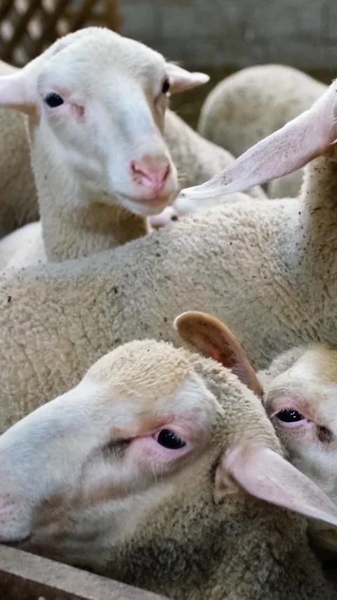 Sheeps Flock Farm Vertical Video Stock Footage 334879531