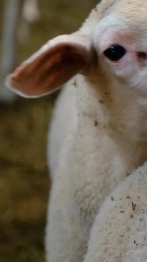 Sheeps Flock Farm Vertical Video Видео 334881037