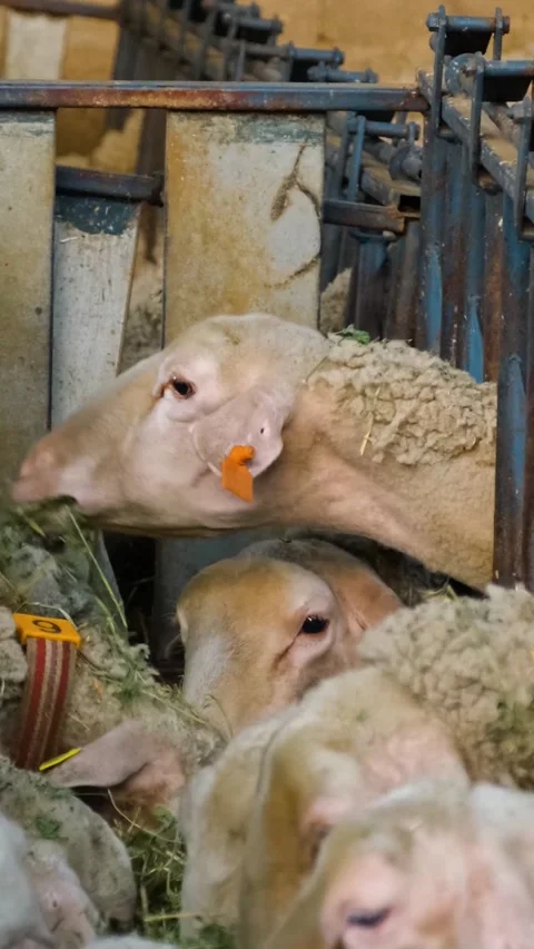 Sheeps Flock Farm Vertical Video Stock Footage 334882513