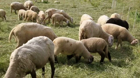 Sheeps Stock Footage 572019