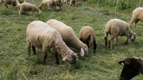 Sheeps Stock Footage 572090