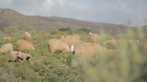 Sheeps Stock Footage 7136946