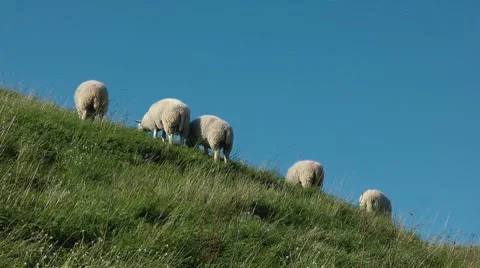 Sheeps Stock Footage 8834986