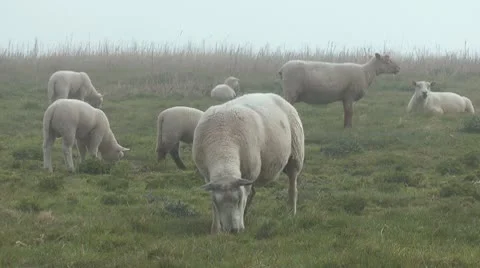 Sheeps Stock Footage 10768886