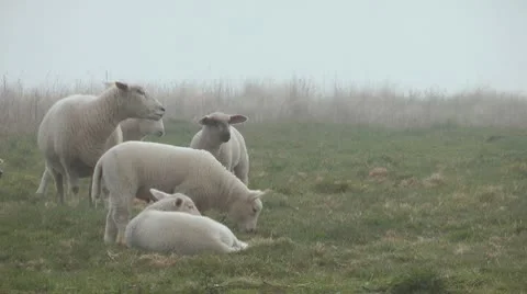Sheeps Stock Footage 10768946