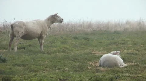 Sheeps Stock Footage 10769035