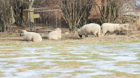 Sheeps Stock Footage 18174767