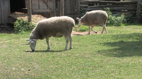 Sheeps Stock Footage 32376106