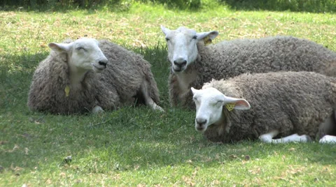 Sheeps Stock Footage 32376133