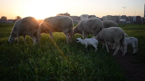 Sheeps Stock Footage 123957573