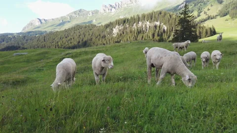 Sheeps Stock Footage 135502411