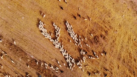 Sheeps 動画素材 194566245