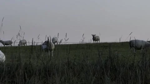Sheeps Stock Footage 288032875
