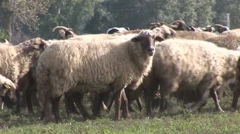 Sheeps with goats and cows in background Stock Footage 42362394