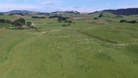 Sheeps on gras Stock Footage 100564949