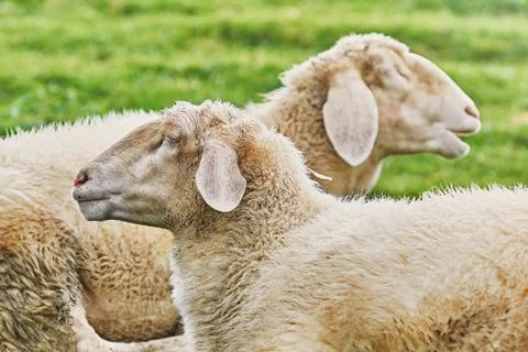 Sheeps on the Grass Stock Photos