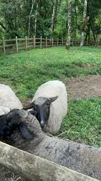 Sheeps in the grass Stock Photos