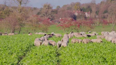 Sheeps in grassland, Pheasant's Hill, River Thames in Henley-on-Thames, Sou.. Видео 328040733
