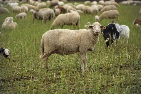 Sheeps on grassland Foto stock