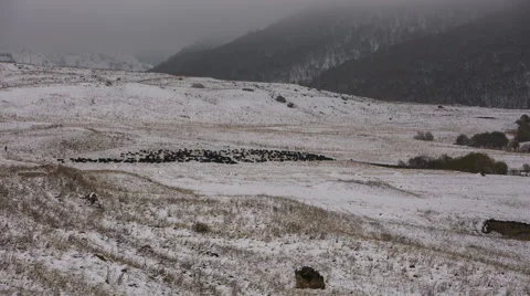 Sheep's graze on the Alpine slopes of high mountains of the Caucasus Video stock 68937283