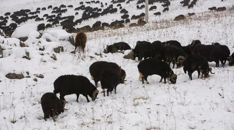 Sheep's graze on the Alpine slopes of high mountains of the Caucasus Video stock 68938031