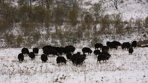 Sheep's graze on the Alpine slopes of high mountains of the Caucasus Video stock 68938484