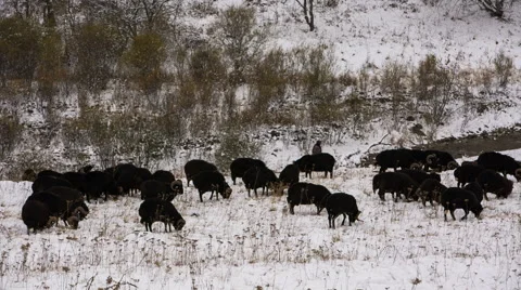 Sheep's graze on the Alpine slopes of high mountains of the Caucasus Video stock 68938772