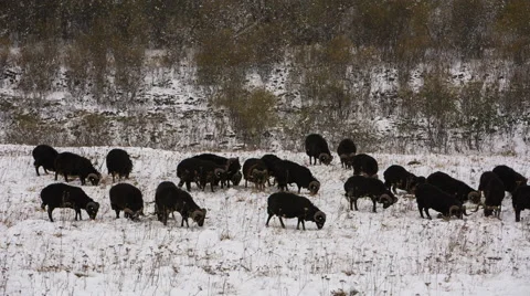 Sheep's graze on the Alpine slopes of high mountains of the Caucasus Video stock 68939013