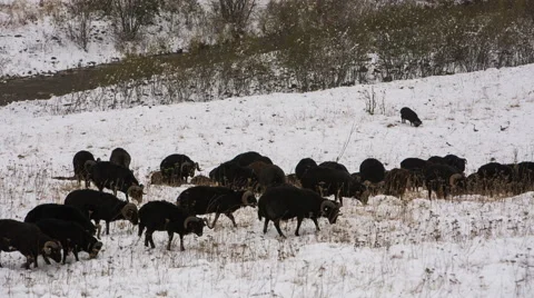 Sheep's graze on the Alpine slopes of high mountains of the Caucasus Video stock 68939259