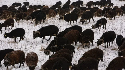 Sheep's graze on the Alpine slopes of high mountains of the Caucasus Video stock 68939503