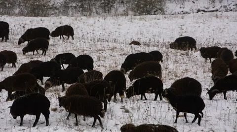 Sheep's graze on the Alpine slopes of high mountains of the Caucasus Video stock 68939688