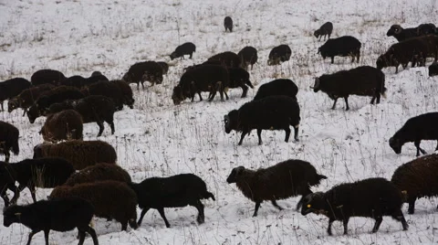 Sheep's graze on the Alpine slopes of high mountains of the Caucasus Video stock 68939775
