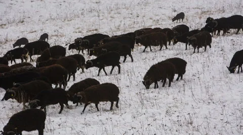 Sheep's graze on the Alpine slopes of high mountains of the Caucasus Video stock 68939882