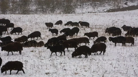 Sheep's graze on the Alpine slopes of high mountains of the Caucasus Video stock 68940035