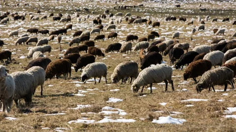 Sheep's graze on the Alpine slopes of high mountains of the Caucasus Video stock 68940128