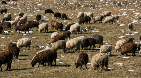 Sheep's graze on the Alpine slopes of high mountains of the Caucasus Video stock 68940482