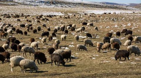 Sheep's graze on the Alpine slopes of high mountains of the Caucasus Video stock 68940795