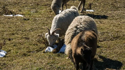 Sheep's graze on the Alpine slopes of high mountains of the Caucasus Video stock 68940971