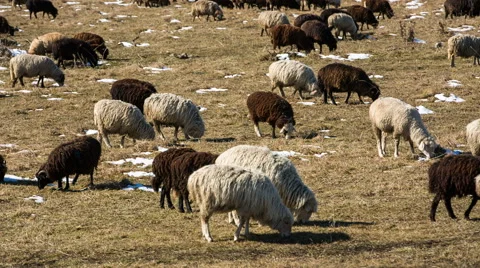 Sheep's graze on the Alpine slopes of high mountains of the Caucasus Video stock 68941364