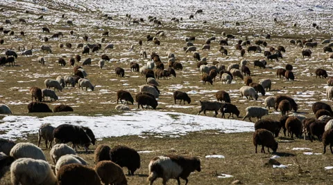 Sheep's graze on the Alpine slopes of high mountains of the Caucasus Video stock 68941612