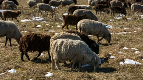 Sheep's graze on the Alpine slopes of high mountains of the Caucasus Video stock 68941755