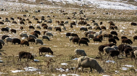 Sheep's graze on the Alpine slopes of high mountains of the Caucasus Video stock 68941868