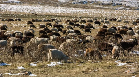 Sheep's graze on the Alpine slopes of high mountains of the Caucasus Video stock 68942012
