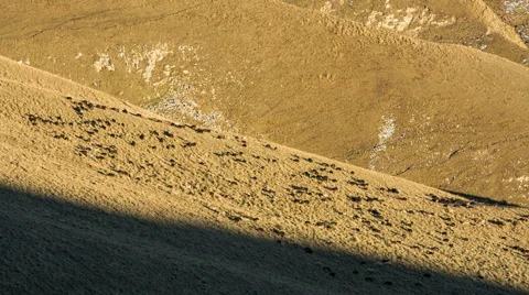 Sheep's graze on the Alpine slopes of high mountains of the Caucasus Video stock 68942182