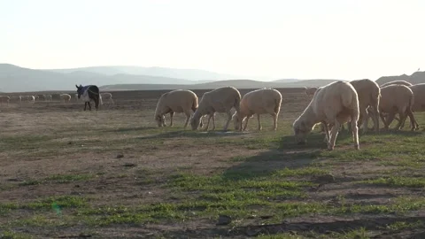 Sheeps graze and walk with bells around their necks Stock Footage 166368448