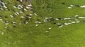 The sheeps graze on a beautiful mountain lawn 4k or 4k+ Resolution