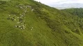 The sheeps graze on a beautiful mountain lawn 4k or 4k+ Resolution