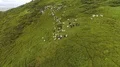 The sheeps graze on the beautiful mountain lawn 4k or 4k+ Resolution