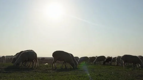 Sheeps graze with bells around their necks on the pasture under sun. Stock Footage 166018449
